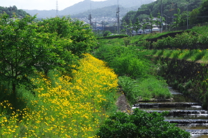エントリ画像