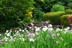 植物公園の花菖蒲