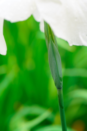 続・植物公園の花菖蒲