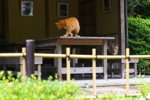 公園の地域猫
