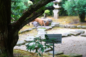 公園の地域猫
