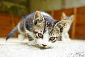 岩国のノラ子猫