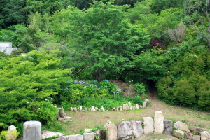 観音寺のあじさい-２