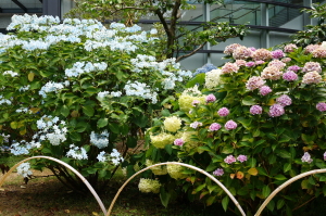 縮景園のあじさい