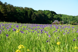 蔵出し・カキツバタ