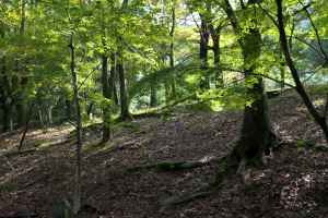 東区福田の県緑化センターへ 東区福田の県緑化センターへ