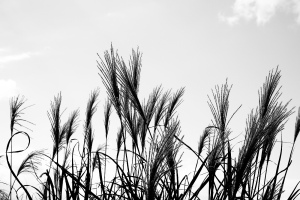 今朝のスーパームーン 今朝のスーパームーン