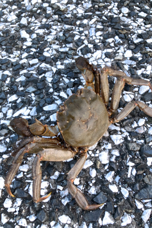広域公園で遭遇のカニ