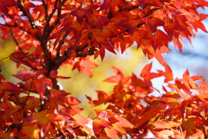 紅葉・Bonsai 紅葉・Bonsai
