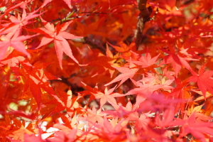 紅葉・Bonsai 紅葉・Bonsai