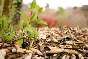冬の植物公園 冬の植物公園
