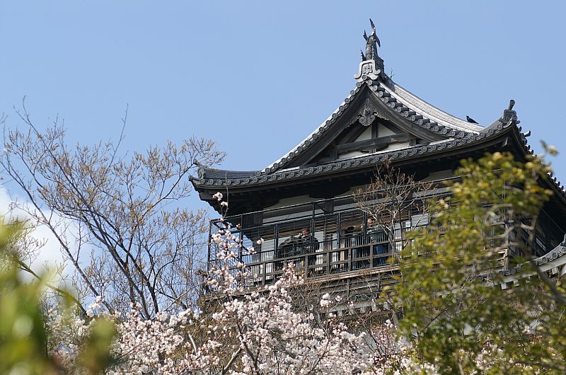 広島城の桜