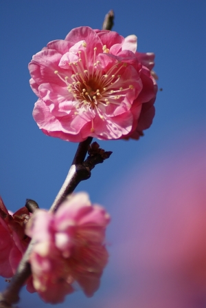 広島広域公園の梅